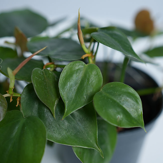 Philodendron scandens brasil