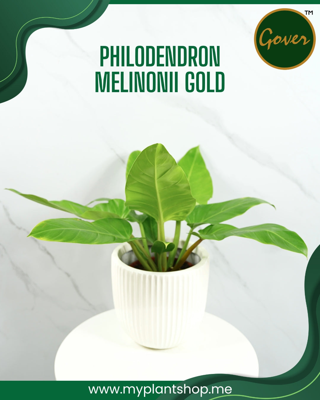 Philodendron melinonii ‘Gold’ – Golden Tropical Indoor Plant (Without pot)