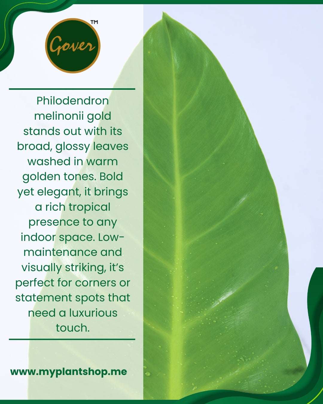 Philodendron melinonii ‘Gold’ – Golden Tropical Indoor Plant (Without pot)