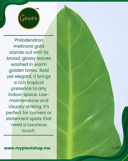 Philodendron melinonii ‘Gold’ – Golden Tropical Indoor Plant (Without pot)