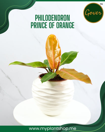 Philodendron ‘Prince of Orange’ – Vibrant Tropical Indoor Plant (Without pot)