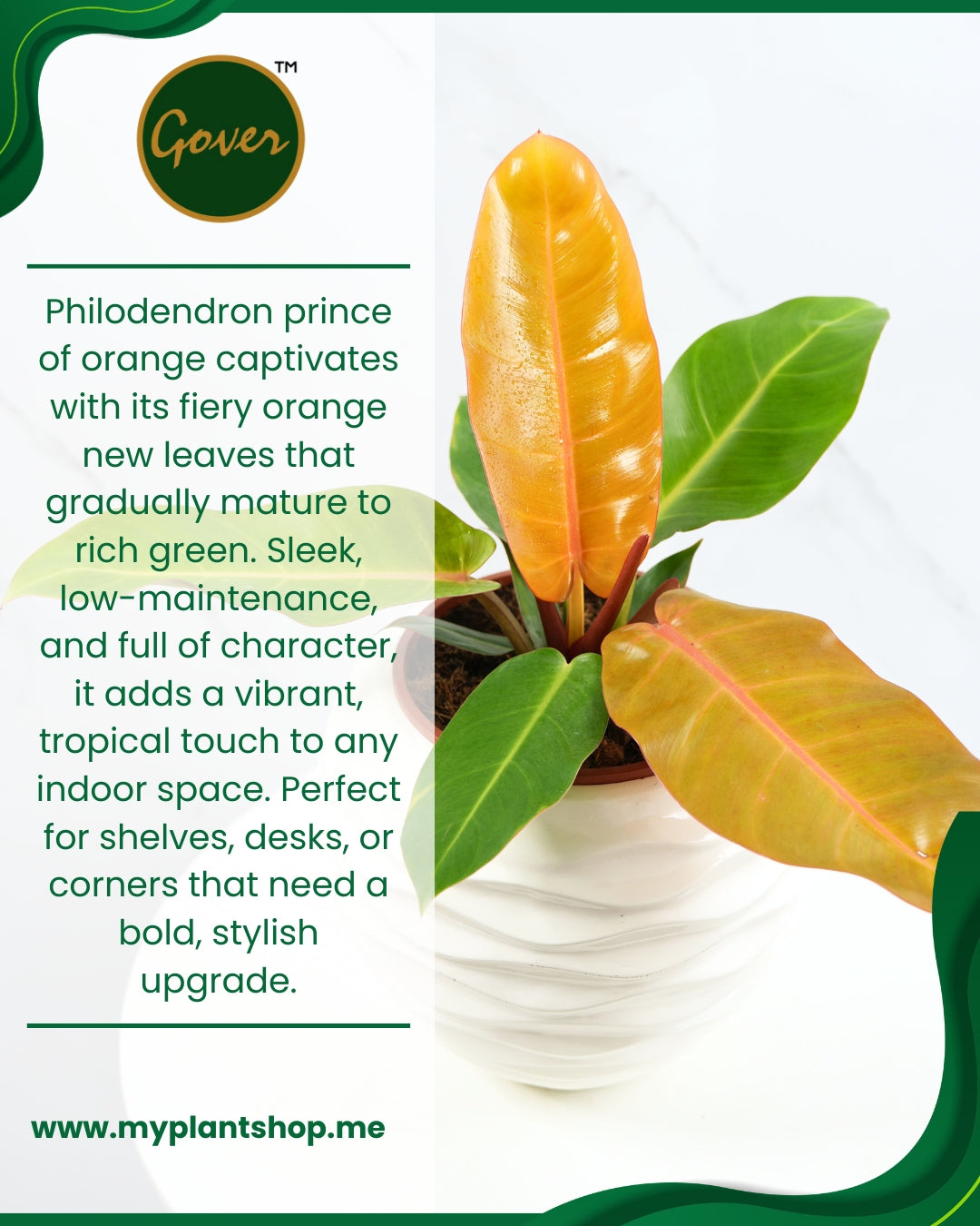 Philodendron ‘Prince of Orange’ – Vibrant Tropical Indoor Plant (Without pot)