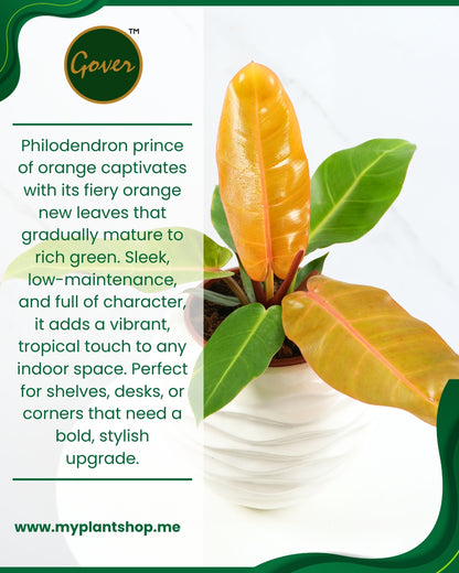 Philodendron ‘Prince of Orange’ – Vibrant Tropical Indoor Plant (Without pot)