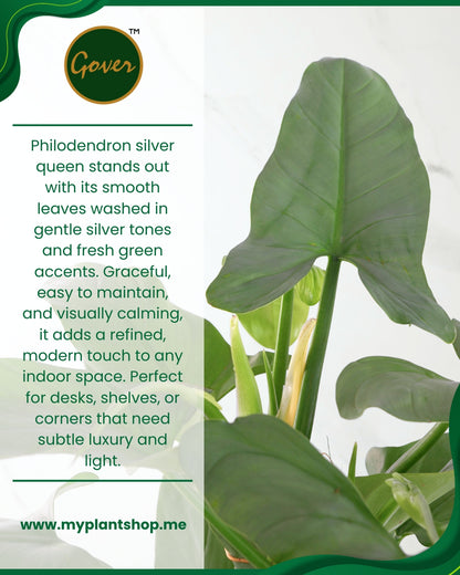 Philodendron ‘Silver Queen’ – Elegant Silver Tropical Indoor Plant (Without pot)
