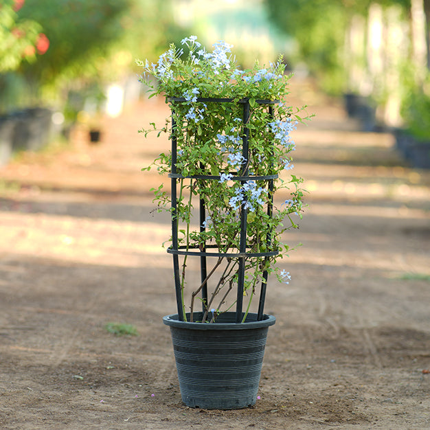 Plumbago