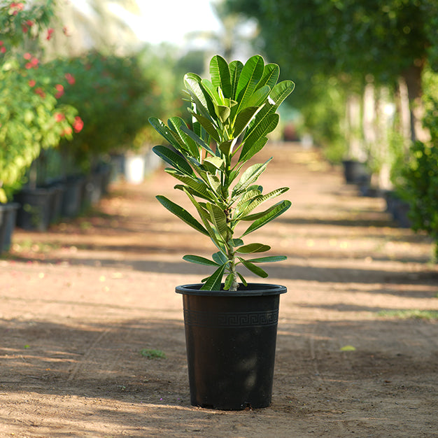 Frangipani