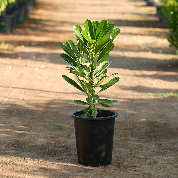 Frangipani