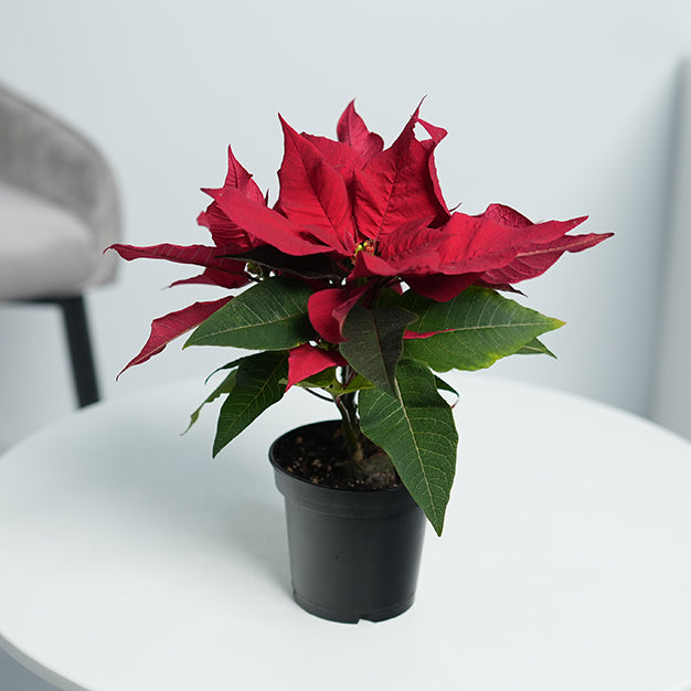 Poinsettia - Red