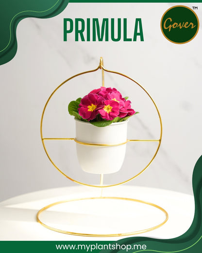 Primula – Vibrant Indoor Flowering Plant Dubai UAE (Without pot)