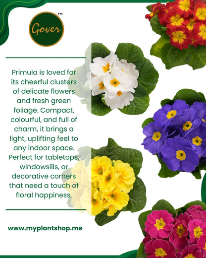 Primula – Vibrant Indoor Flowering Plant Dubai UAE (Without pot)