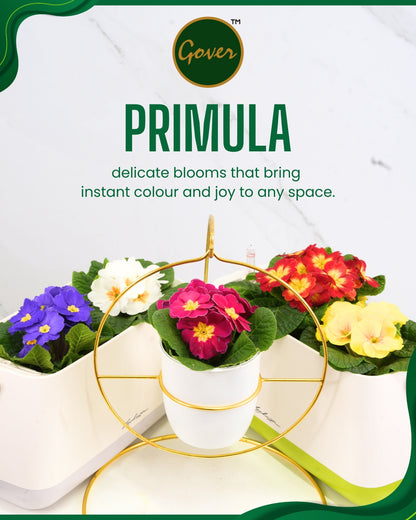 Primula – Vibrant Indoor Flowering Plant Dubai UAE (Without pot)
