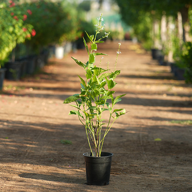 Eranthemum pulchellum