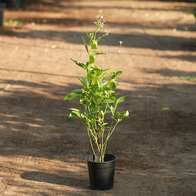 Eranthemum pulchellum