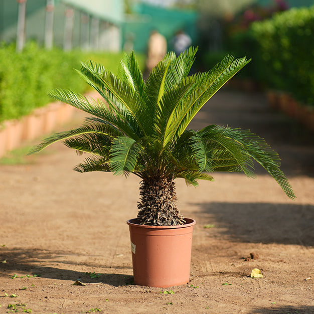 Cycas Revoluta