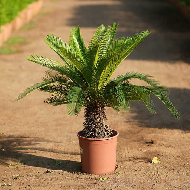 Cycas Revoluta