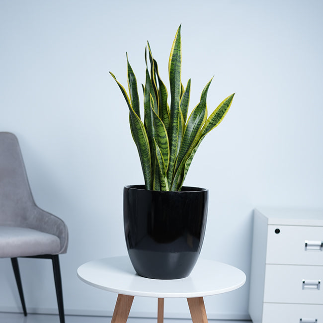 Snake Plant (Sansevieria Trifasciata)