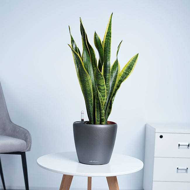 Snake Plant (Sansevieria Trifasciata)