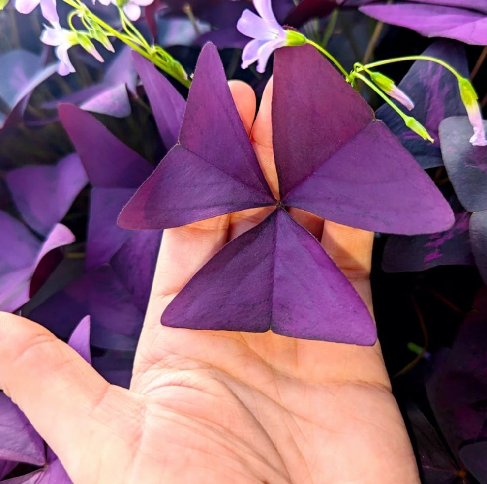 Oxalis