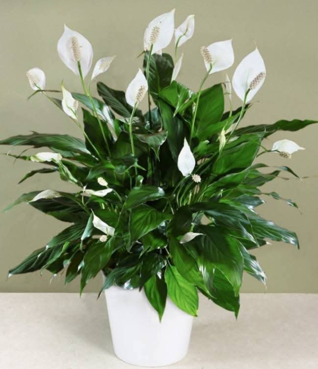 Spathiphyllum - Peace Lilly