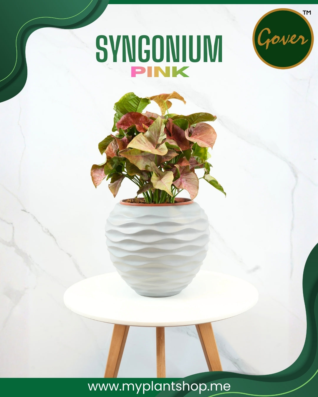 Syngonium pink – Blush Arrowhead Indoor Plant (Without pot)