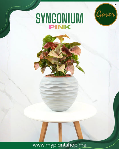 Syngonium pink – Blush Arrowhead Indoor Plant (Without pot)