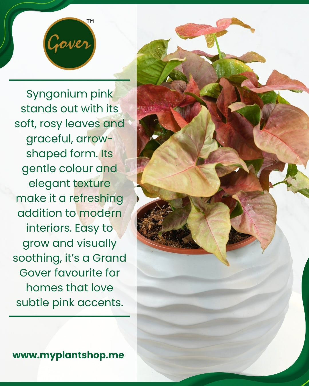 Syngonium pink – Blush Arrowhead Indoor Plant (Without pot)