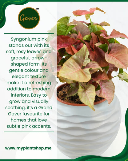 Syngonium pink – Blush Arrowhead Indoor Plant (Without pot)