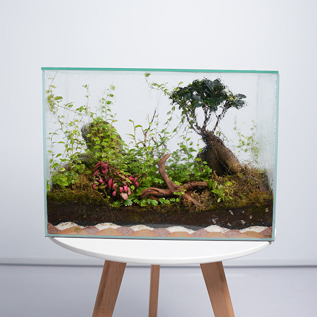 Terrarium 1