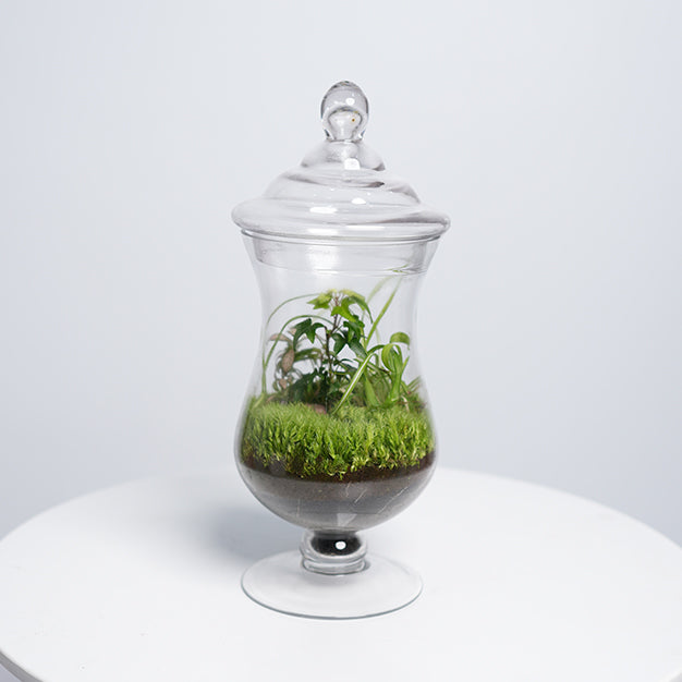 Terrarium 2