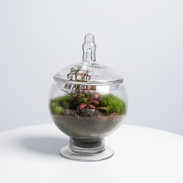 Terrarium 3