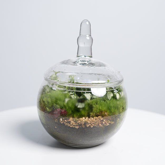 Terrarium 4