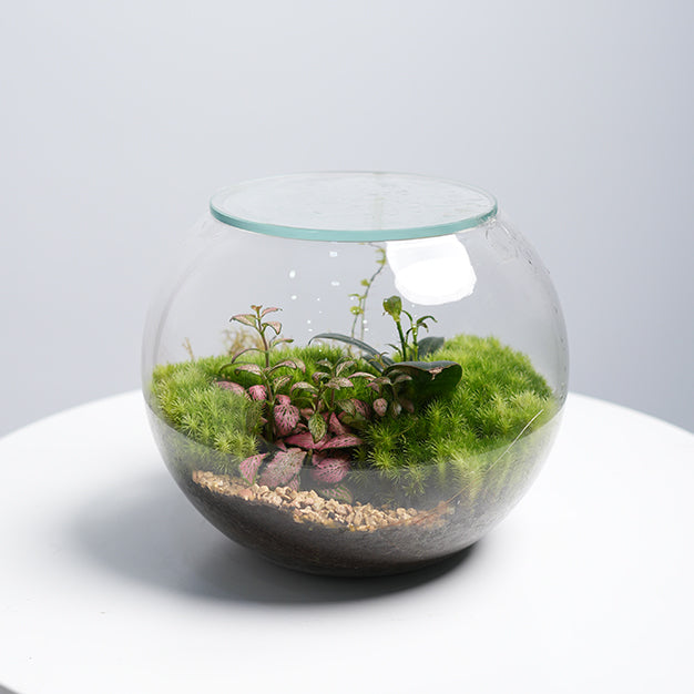 Terrarium 5