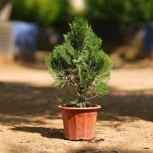 Thuja