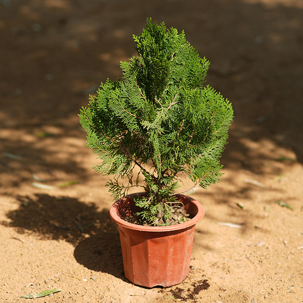 Thuja