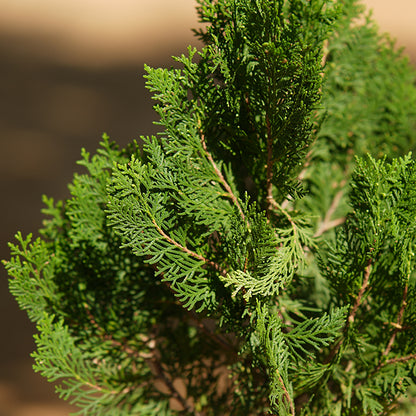 Thuja