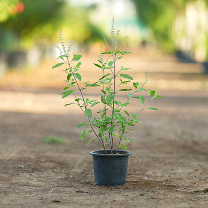 Holy Basil - Tulsi