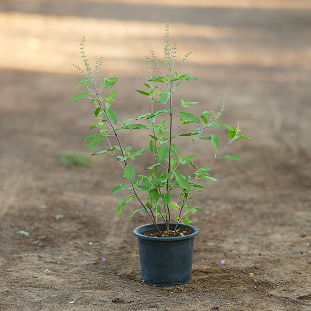 Holy Basil - Tulsi