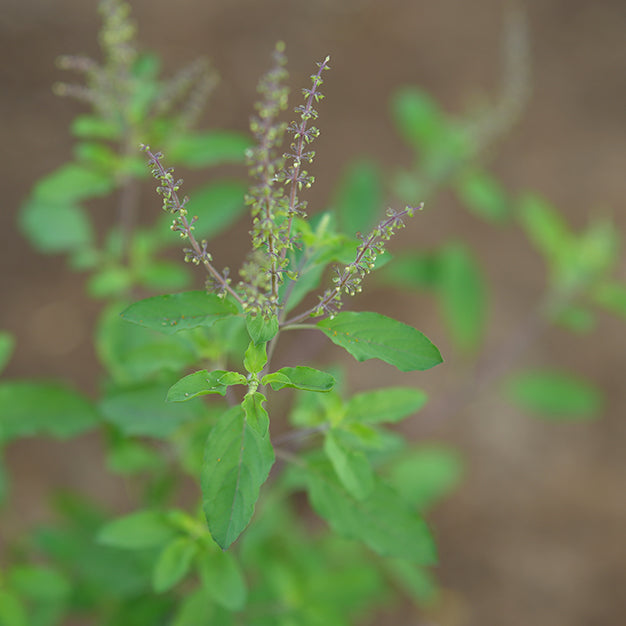 Holy Basil - Tulsi