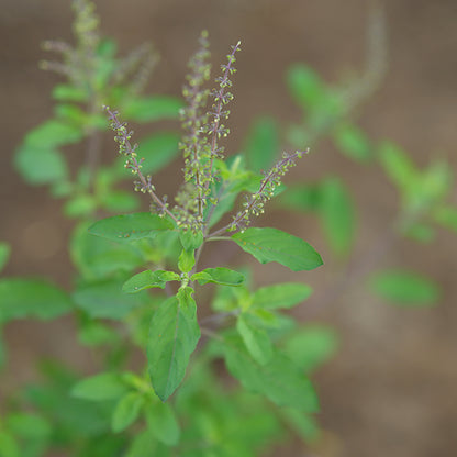 Holy Basil - Tulsi