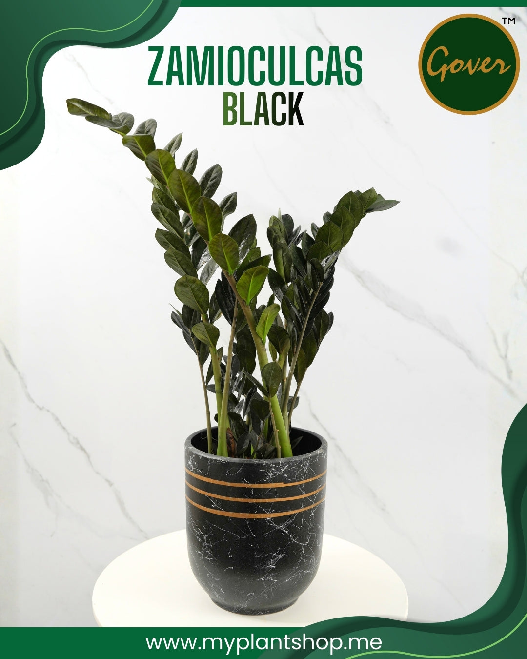 Zamioculcas black (ZZ Plant) – Low Maintenance Indoor Plant (Without pot)