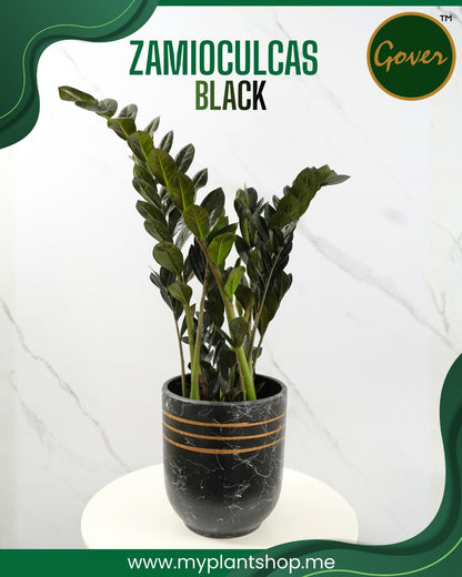 Zamioculcas black (ZZ Plant) – Low Maintenance Indoor Plant (Without pot)