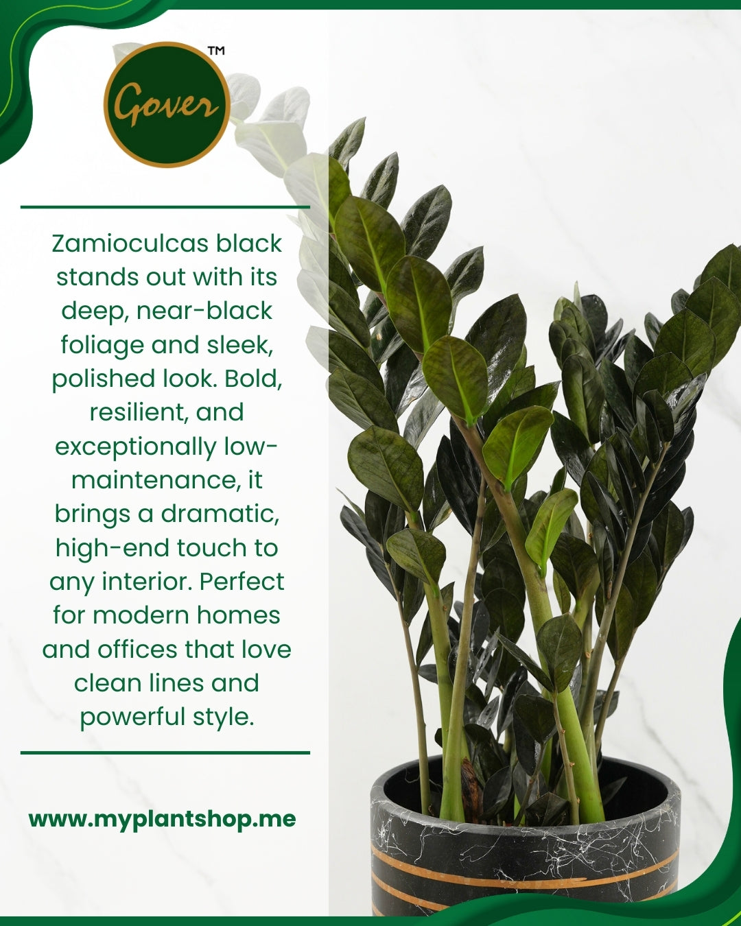 Zamioculcas black (ZZ Plant) – Low Maintenance Indoor Plant (Without pot)