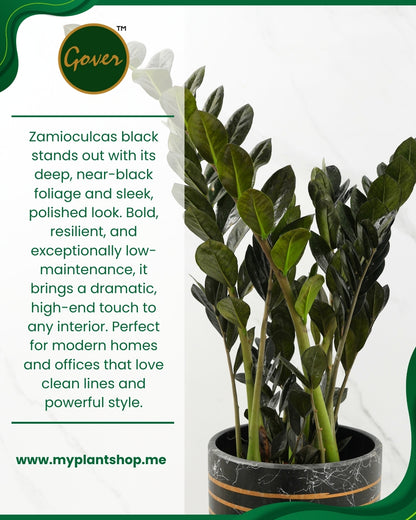 Zamioculcas black (ZZ Plant) – Low Maintenance Indoor Plant (Without pot)