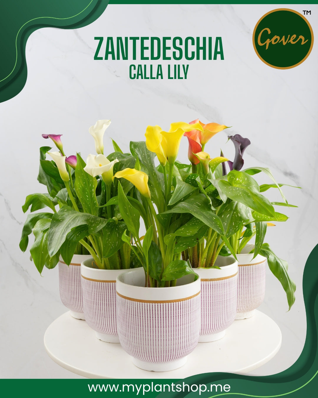 Zantedeschia Calla Lily – Indoor Flowering Plant, Holland Import, Home &amp; Office Decor (Without pot)