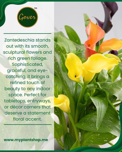 Zantedeschia Calla Lily – Indoor Flowering Plant, Holland Import, Home &amp; Office Decor (Without pot)