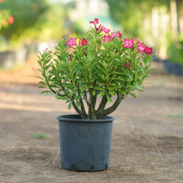 Adenium (Desert Rose)