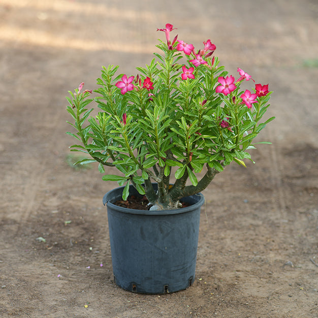 Adenium (Desert Rose)