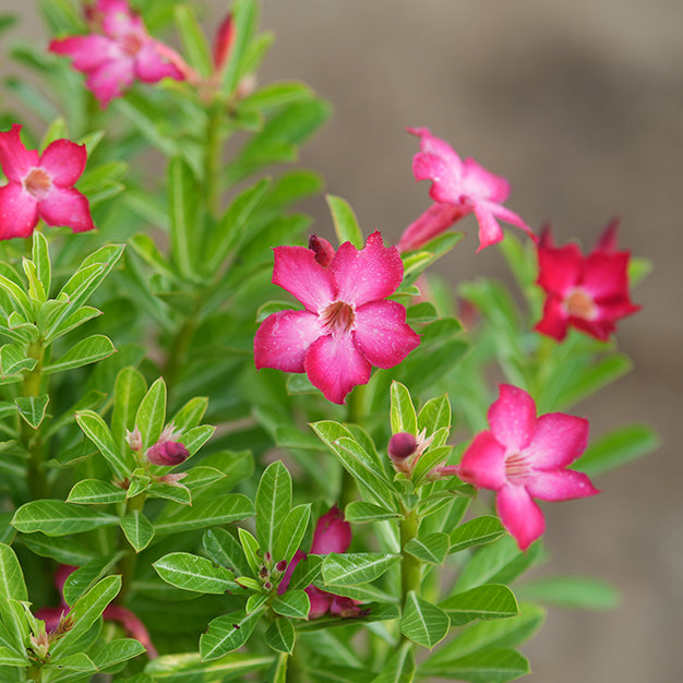 Adenium (Desert Rose)