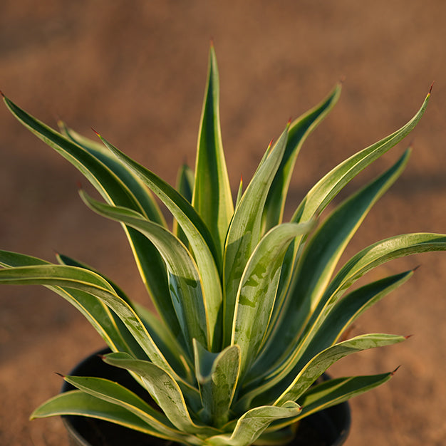 Agave