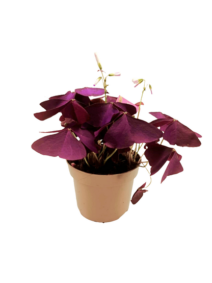 Oxalis